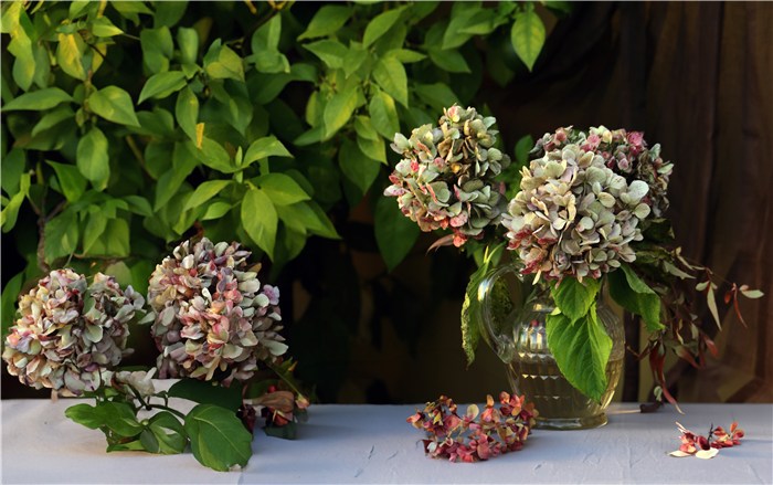 How to Revive a Wilted Hydrangea?
