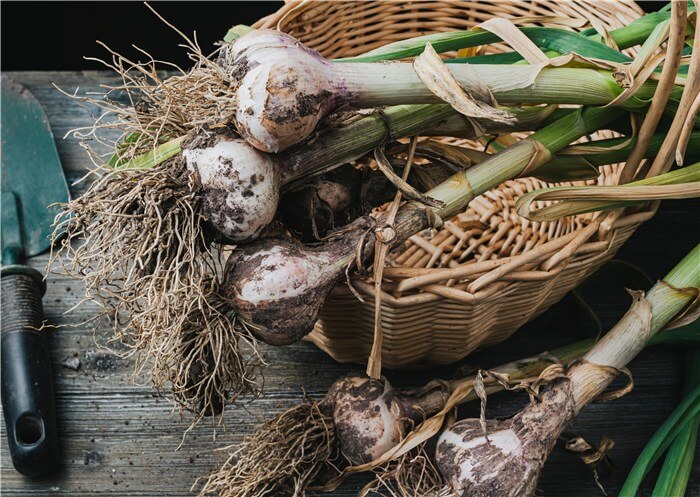 How to Store Garlic?