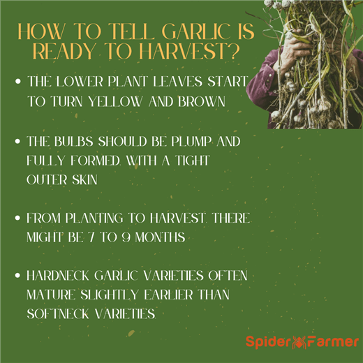 How to Tell When Garlic Is Ready to Harvest?