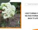 Hydrangeas Wilting