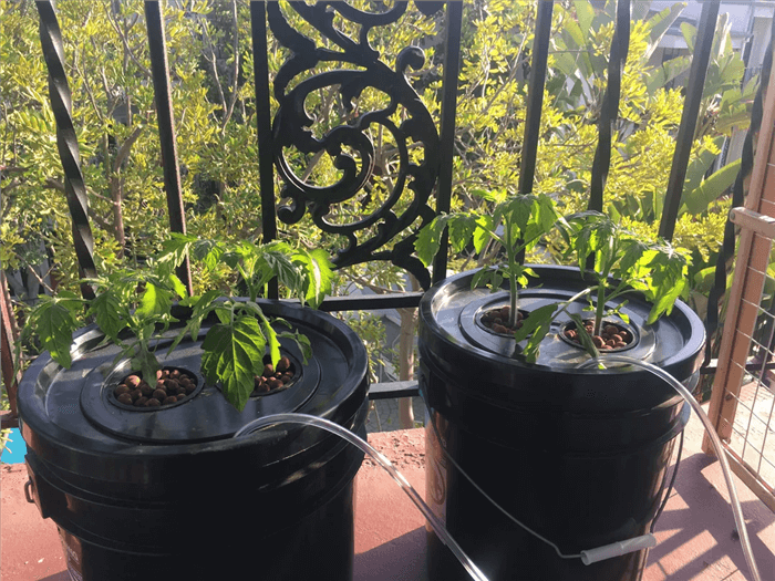 Hydroponic Environment Management