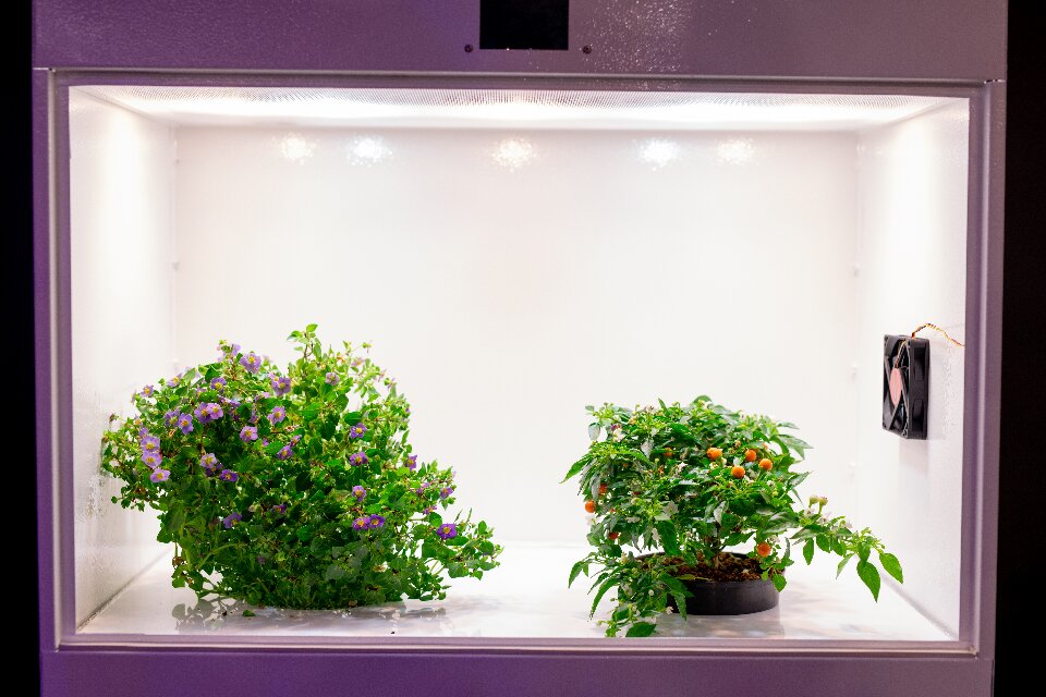 CO₂ for grow tent