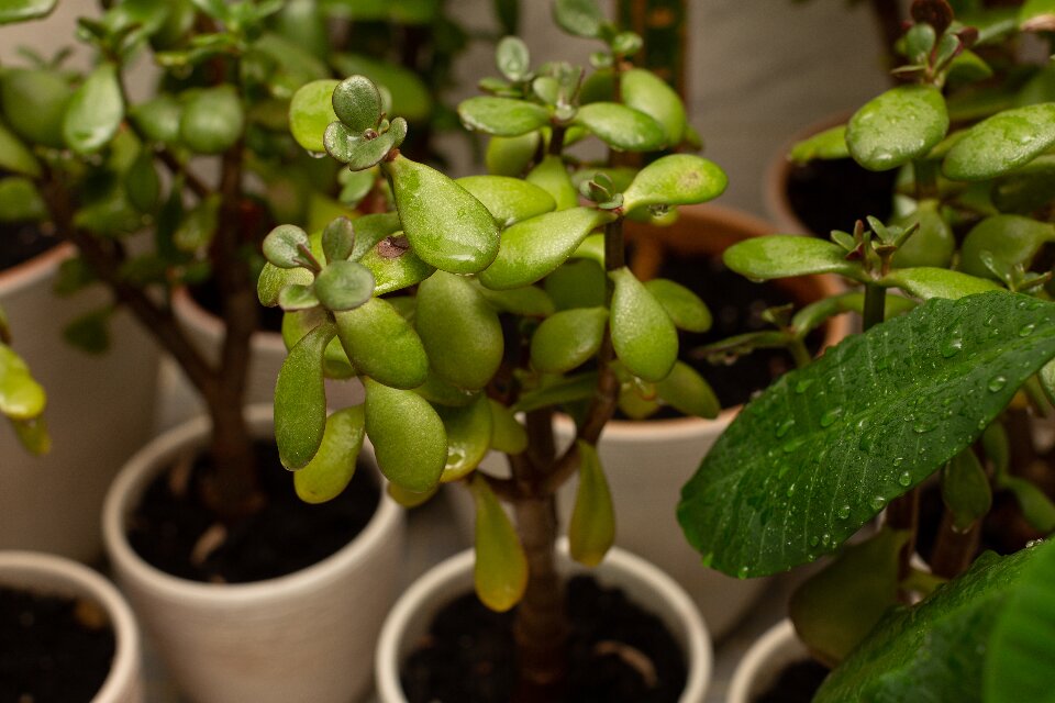 indoor succulents jade plant