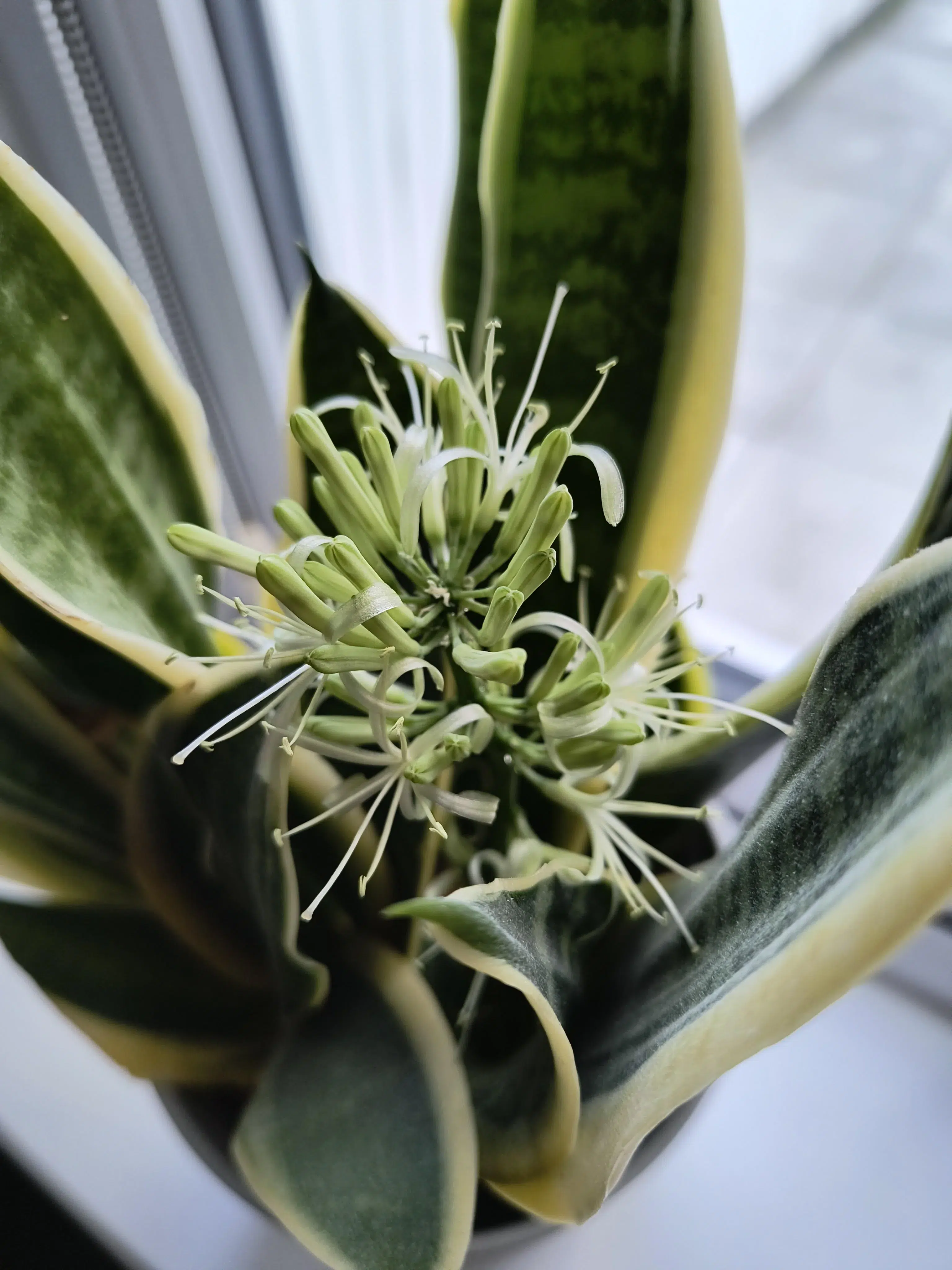 snake plant flower