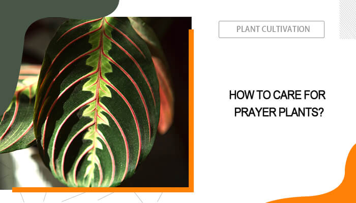 How to Care for Prayer Plants?