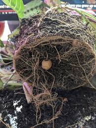 Root Division of Prayer Plant