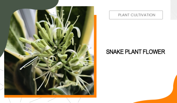 snake plant flower
