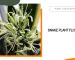 snake plant flower