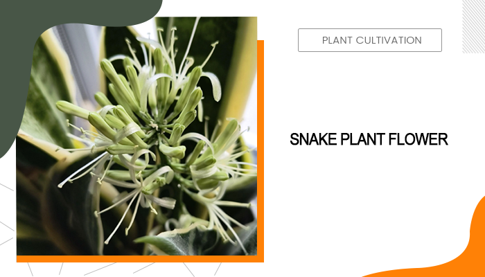 snake plant flower