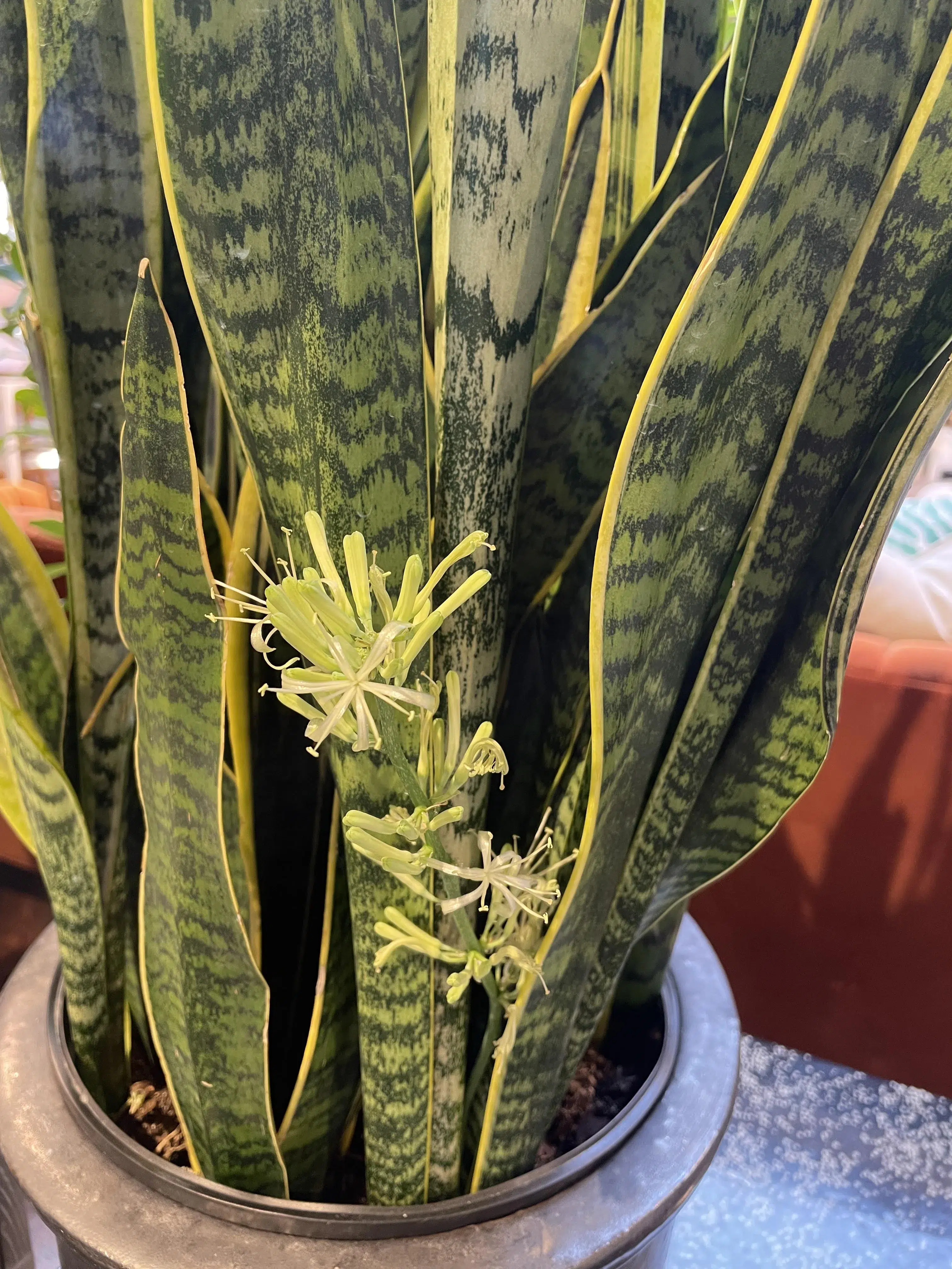snake plant bloom