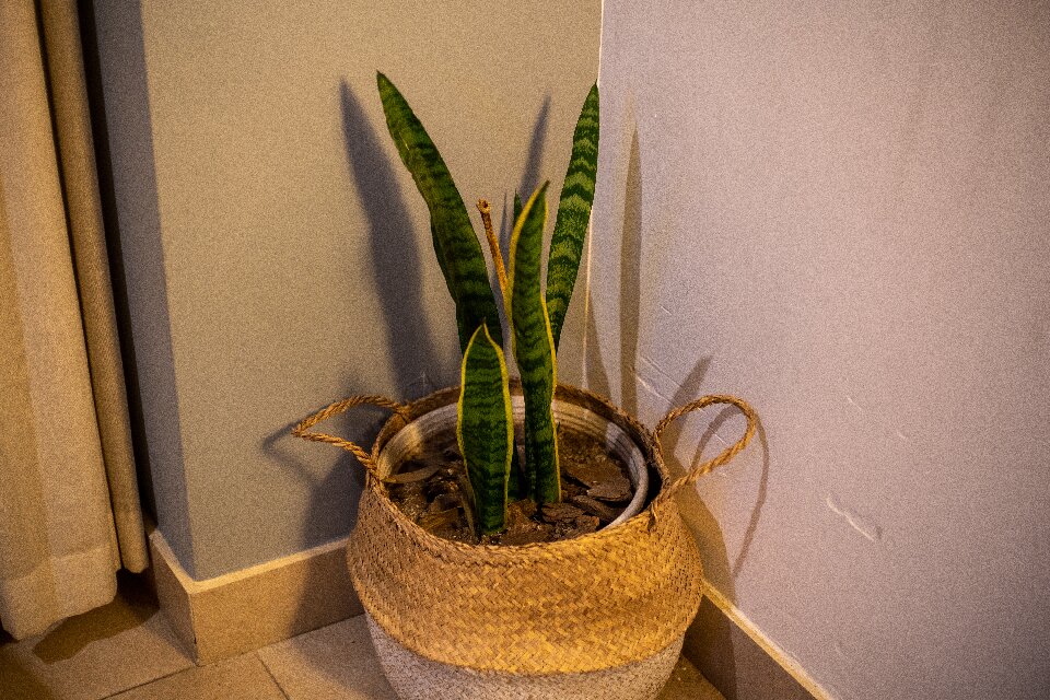 indoor succulent plants snake-plant