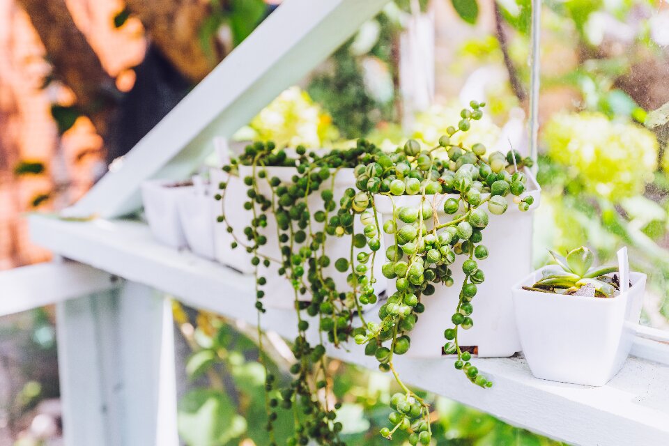indoor succulent plants string-of-pearls