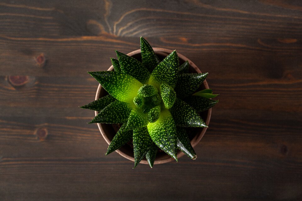 indoor succulent-gasteria