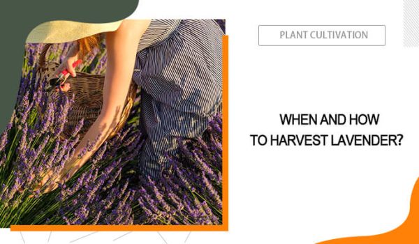 How and When to Harvest Lavender?