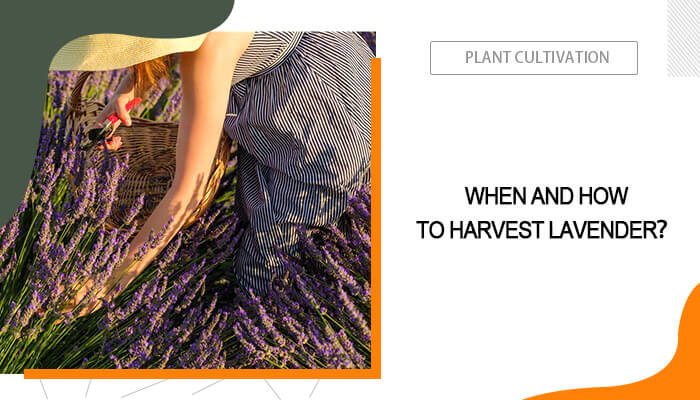 How and When to Harvest Lavender?
