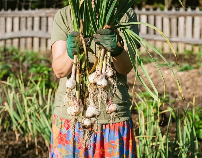 When Do You Pick Garlic?