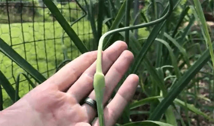 When to Cut Garlic Scapes?