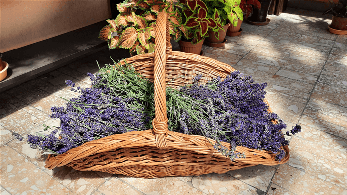 When to Harvest Lavender?
