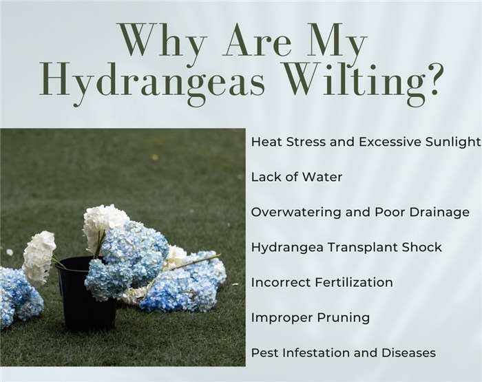 Why Are My Hydrangeas Wilting?