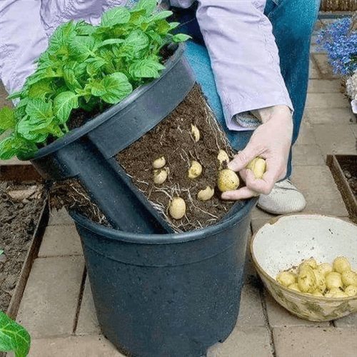 Best Containers for Growing Potatoes