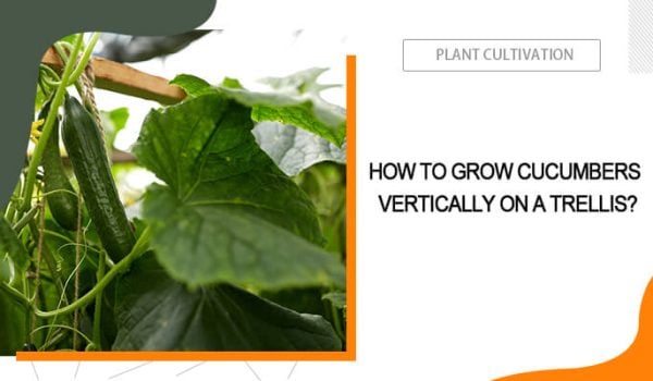 How to Grow Cucumbers on a Trellis?