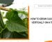How to Grow Cucumbers on a Trellis?