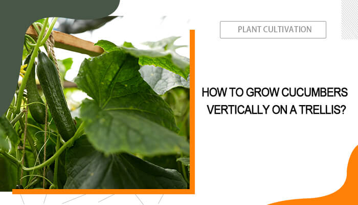 How to Grow Cucumbers on a Trellis?