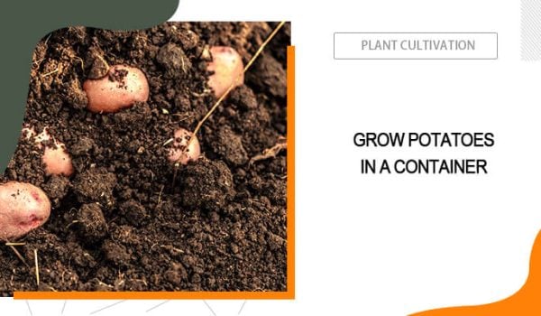 Growing Potatoes in Containers