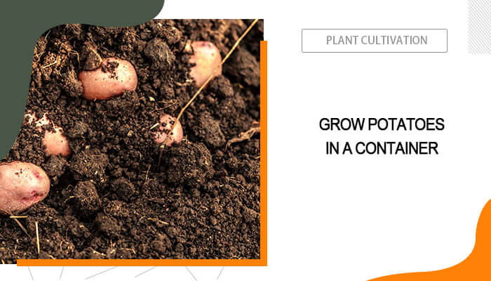 Growing Potatoes in Containers