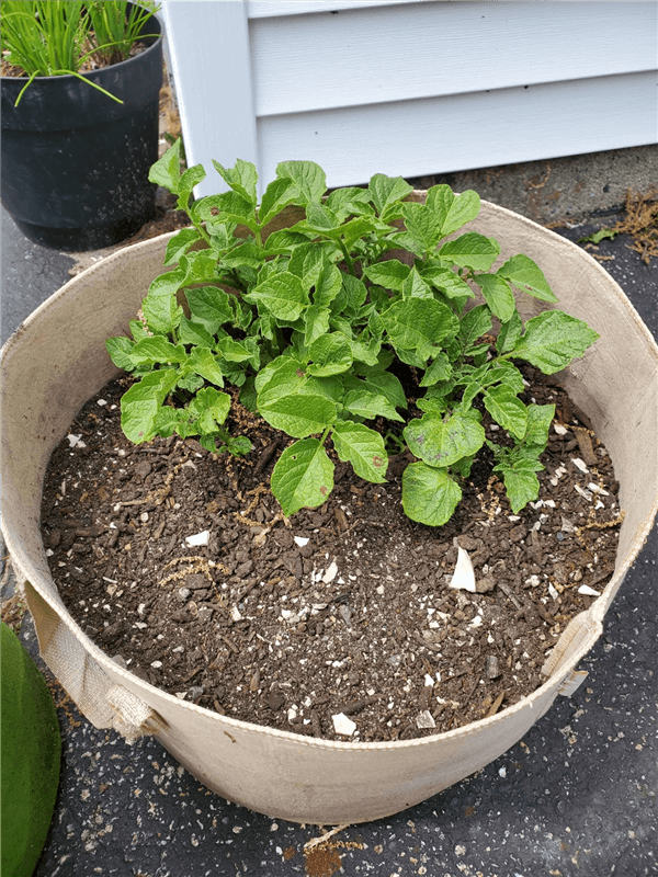 Grow Potatoes in Containers