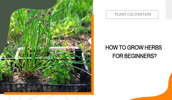 Interesting Herb Garden Ideas Worth Trying