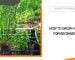 Interesting Herb Garden Ideas Worth Trying