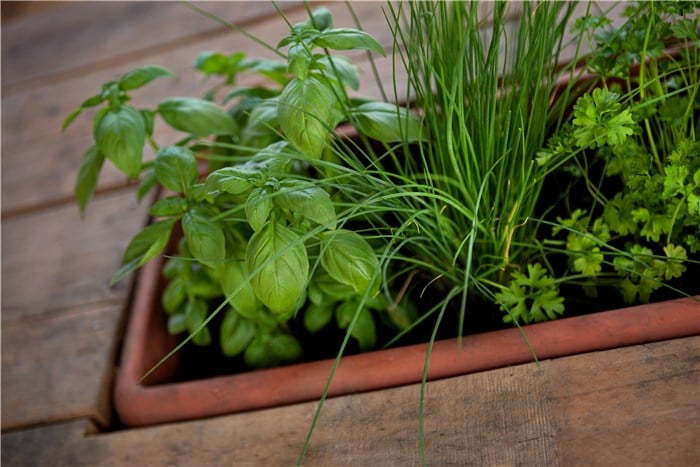 Herb Garden Ideas - Herb Garden in a Trough