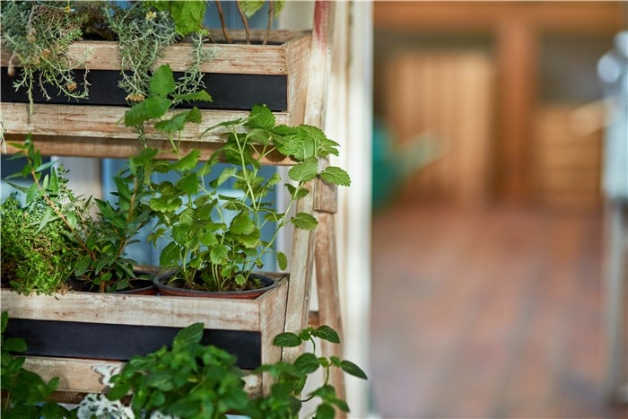 Herb Garden Ideas - Vertical Herb Garden