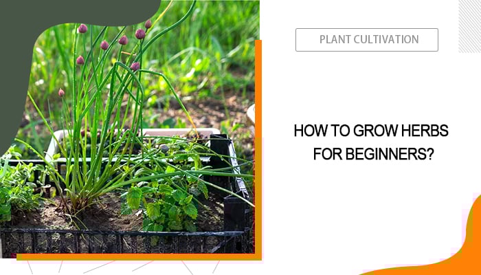 Interesting Herb Garden Ideas Worth Trying