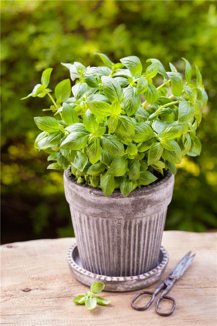 Herbs for Containers - Basil