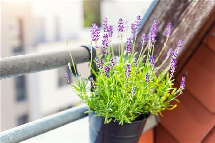 Herbs for Containers - Lavender