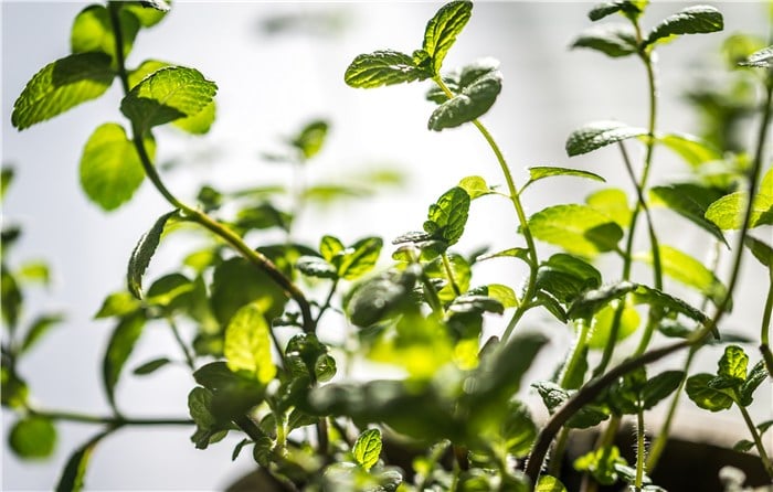 Herbs for Containers - Mint