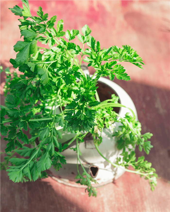 Herbs for Containers - Parsley