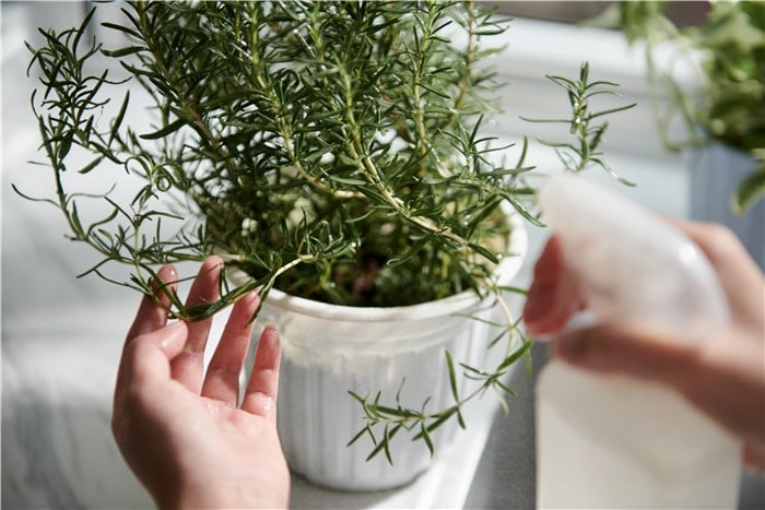 Herbs for Containers - Rosemary