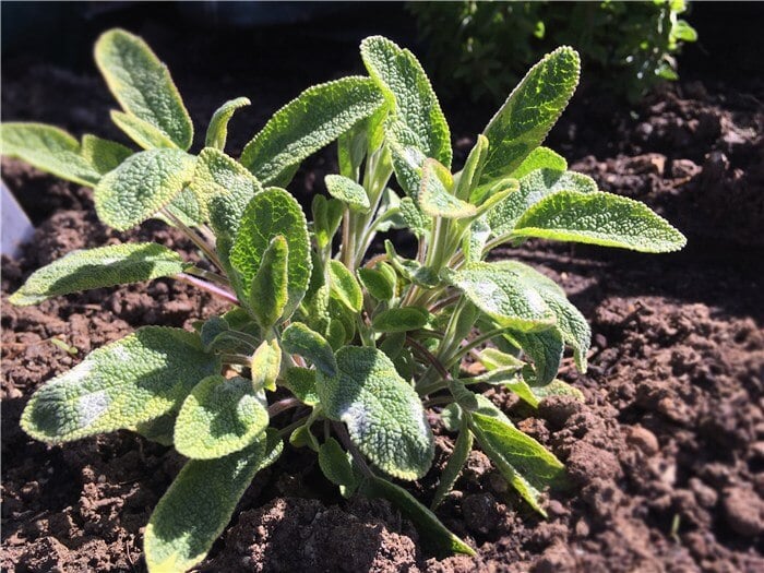 Herbs for Containers - Sage