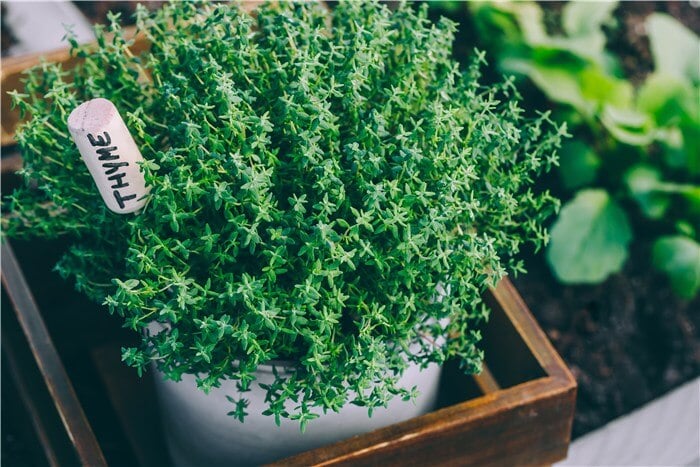 Herbs for Containers - Thyme