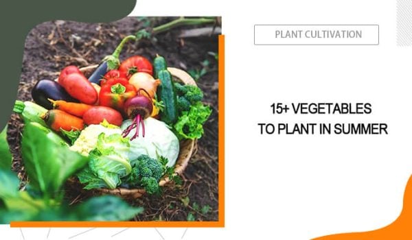 Summer Vegetables to Grow
