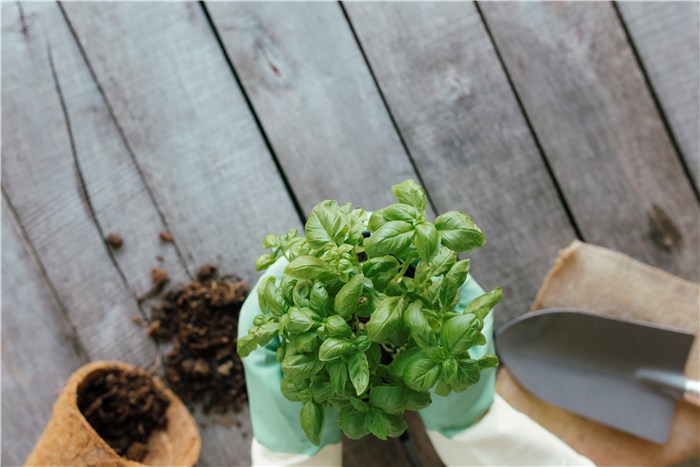Summer Vegetables to Grow - Basil