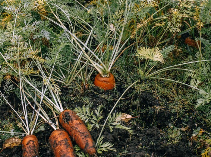 Summer Vegetables to Grow - Carrots