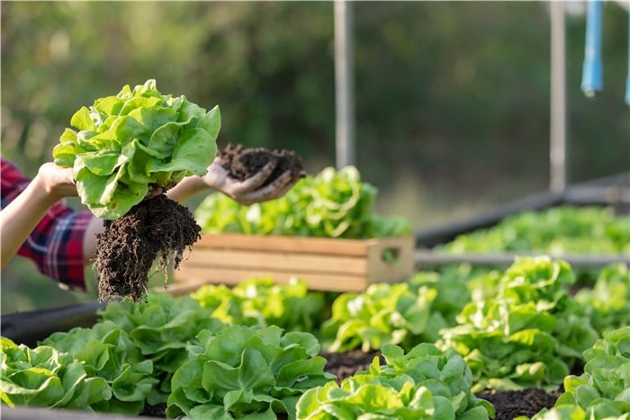 Summer Vegetables to Grow - Lettuce