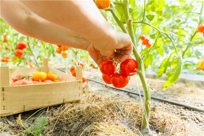 Summer Vegetables to Grow - Tomatoes