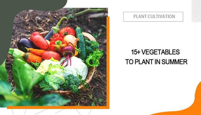 Summer Vegetables to Grow
