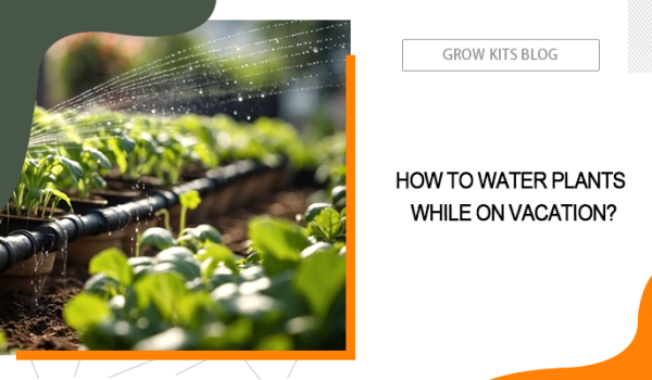 Water Plants While on Vacation