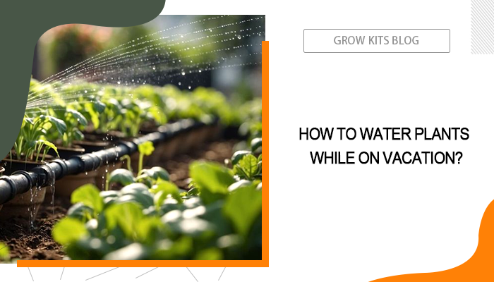 Water Plants While on Vacation